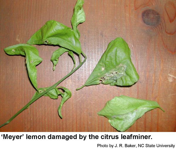 Plants infested with the citrus leafminer look ragged and tatter